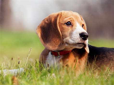 Cute dog